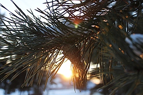 Солнечная зима | Фотограф Ксения Царик | foto.by фото.бай