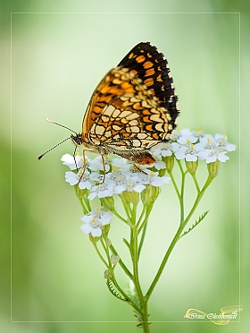 Еще одна бабочка :) | Фотограф Ирина Олешкевич | foto.by фото.бай