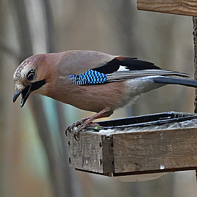 Jay.. | Фотограф Ihar Karneichuk | foto.by фото.бай