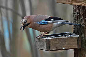 Jay.. | Фотограф Ihar Karneichuk | foto.by фото.бай