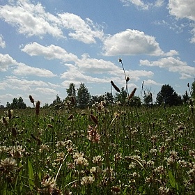 Летнее поле | Фотограф Зеленко Полина | foto.by фото.бай