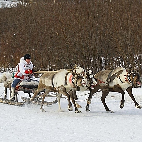 фотограф Василий Нижников. Фотография "Праздник Севера,гонки на оленях."