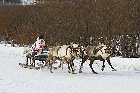 Праздник Севера,гонки на оленях. | Фотограф Василий Нижников | foto.by фото.бай