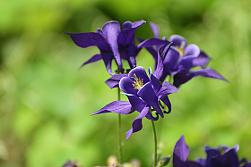 Garden.. | foto.by фото.бай