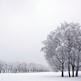 Первый снег | Фотограф Сергей Тарасюк | foto.by фото.бай