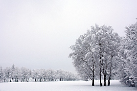Первый снег | Фотограф Сергей Тарасюк | foto.by фото.бай