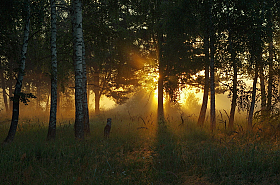 Летнее утро | Фотограф Сергей Шляга | foto.by фото.бай