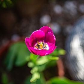 фотограф Дмитрий Тимофеев. Фотография "Tulipa humilis"