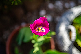 Tulipa humilis | Фотограф Дмитрий Тимофеев | foto.by фото.бай