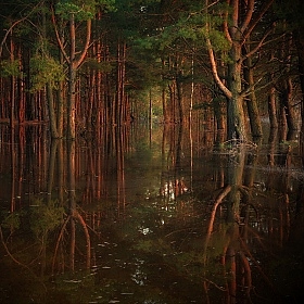 фотограф Сергей Шляга. Фотография "заколдованный лес"