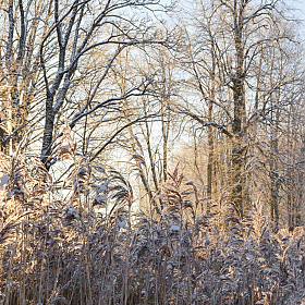 фотограф Екатерина Осипович. Фотография "Зимний пейзаж в пастельных тонах."