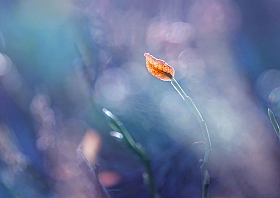 Красный листик | Фотограф Лариса Пашкевич | foto.by фото.бай