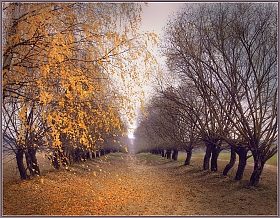 Осенняя дорожка | Фотограф Елена Ерошевич | foto.by фото.бай
