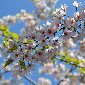 фотограф Andrei Savitsky. Фотография "Скоро, уже скоро"