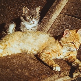 фотограф Виктория Шинкаренко. Фотография "коты"