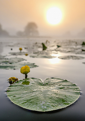 Сквозь туман | Фотограф Руслан Авдевич | foto.by фото.бай