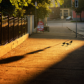 Птицы поутру | Фотограф Александр Кузнецов | foto.by фото.бай