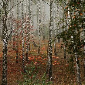 Осень Наступает | Фотограф Юрий Купреев | foto.by фото.бай