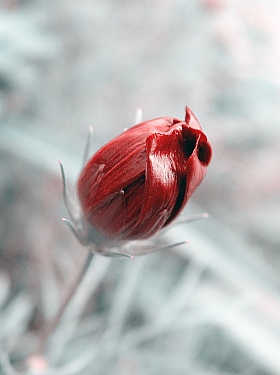 Тюльпан во льду | Фотограф Юрий Плутт | foto.by фото.бай
