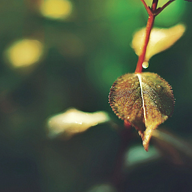 фотограф Max Vain. Фотография "Green"