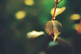 Green | Фотограф Max Vain | foto.by фото.бай