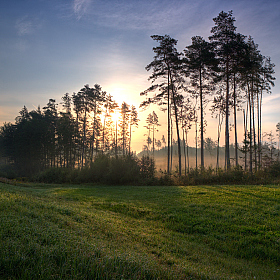 Утренний туман в лесу | Фотограф Сергей Шабуневич | foto.by фото.бай