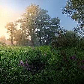 летнее утро | Фотограф Сергей Шляга | foto.by фото.бай