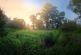летнее утро | Фотограф Сергей Шляга | foto.by фото.бай