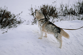 Работа фотографа Дмитрий Гусалов