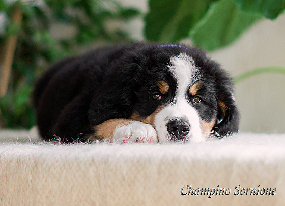 Фотограф Татьяна Скуратович, фотография добавлена 18.08.2018