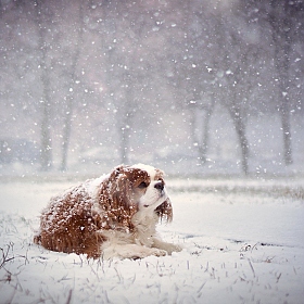 Первый снег | Фотограф Лариса Пашкевич | foto.by фото.бай