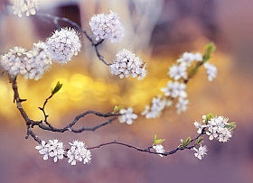 серия "Пора цветения" | Фотограф Лариса Пашкевич | foto.by фото.бай