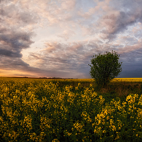 фотограф Сергей Дишук. Фотография "Вечером в поле"