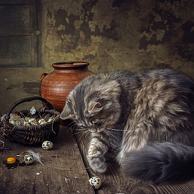 Кошка бежала, лапкой махнула | Фотограф Ирина Приходько | foto.by фото.бай