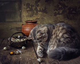 Кошка бежала, лапкой махнула | Фотограф Ирина Приходько | foto.by фото.бай