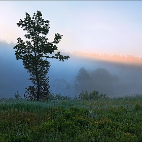 Про утро в лесу | Фотограф Сергей Шабуневич | foto.by фото.бай