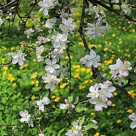 фотограф Sosnowskaya Karina. Фотография "Яблони и одуванчики цветут"