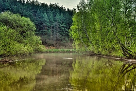 Лесная тишина | Фотограф Сергей Шабуневич | foto.by фото.бай