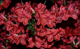 Красное | Фотограф Andrei Savitsky | foto.by фото.бай