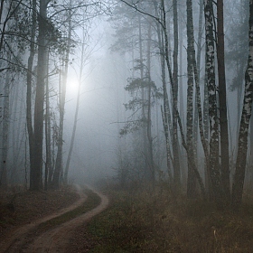 фотограф Юрий Купреев. Фотография "Лесной туман"