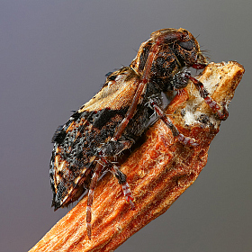 Pogonopterus hispidus | Фотограф Андрей Шаповалов | foto.by фото.бай