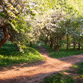 Цветение в яблоневом саду | Фотограф Сергей Шабуневич | foto.by фото.бай
