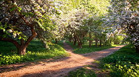 Цветение в яблоневом саду | foto.by фото.бай