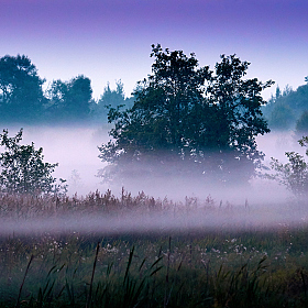 фотограф Егор Бабий. Фотография "Туман на болоте"