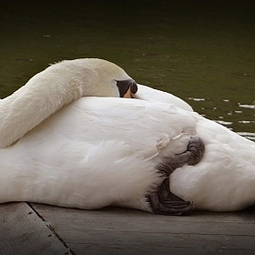 Лебедь | Фотограф Андрей Комаров | foto.by фото.бай