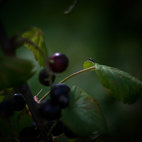 фотограф Андрей Бубнович. Фотография "Хранитель ягодной грозди"