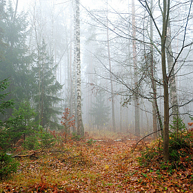 Осенний лес | Фотограф Стас Аврамчик | foto.by фото.бай