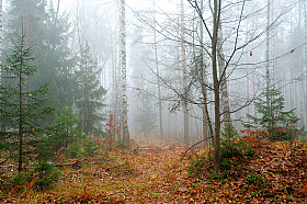 Осенний лес | Фотограф Стас Аврамчик | foto.by фото.бай