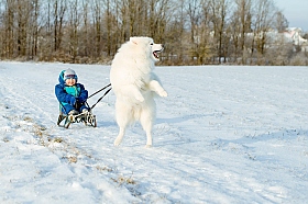 Катание на собаке | Фотограф Сергей Стрижонок | foto.by фото.бай