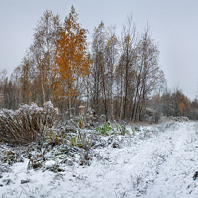 Ноябрьский снежок | Фотограф Сергей Шабуневич | foto.by фото.бай